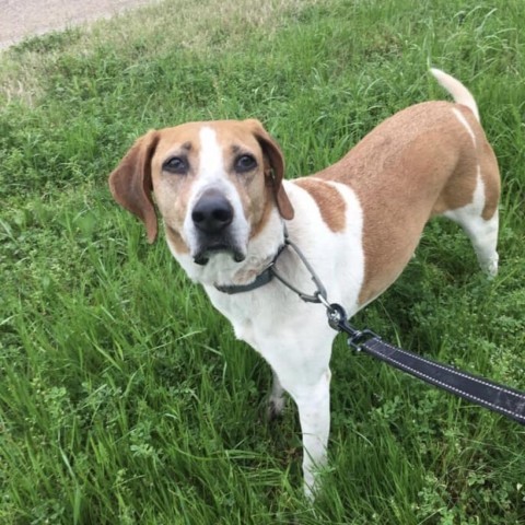 Nick, an adoptable Hound in Natchitoches, LA, 71457 | Photo Image 6