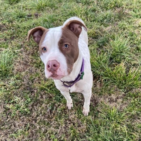 Nino, an adoptable American Staffordshire Terrier in Natchitoches, LA, 71457 | Photo Image 1