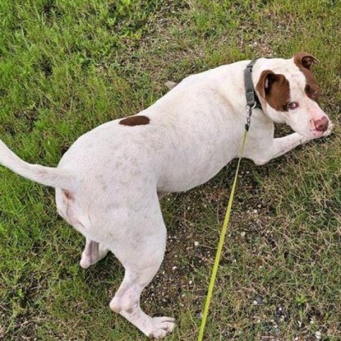 Nino, an adoptable American Staffordshire Terrier in Natchitoches, LA, 71457 | Photo Image 2