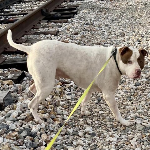 Nino, an adoptable American Staffordshire Terrier in Natchitoches, LA, 71457 | Photo Image 3