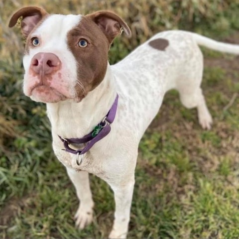 Nino, an adoptable American Staffordshire Terrier in Natchitoches, LA, 71457 | Photo Image 5