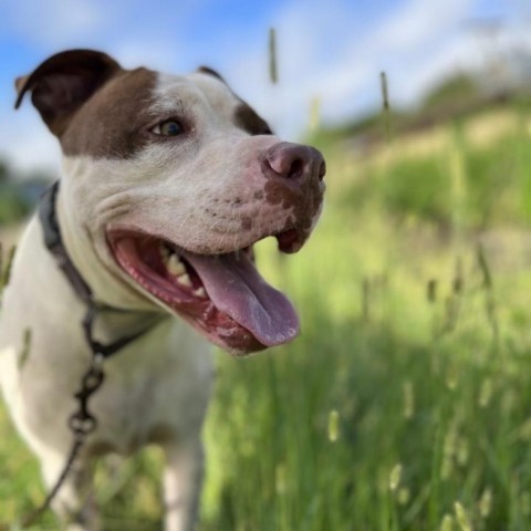 Nino, an adoptable American Staffordshire Terrier in Natchitoches, LA, 71457 | Photo Image 6