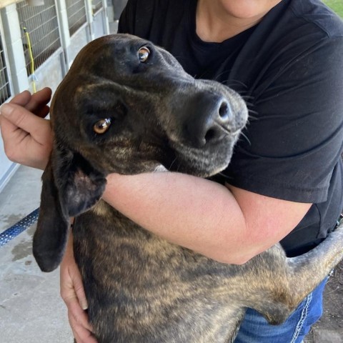 Bossi, an adoptable Hound in Natchitoches, LA, 71457 | Photo Image 1