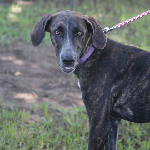 Bossi, an adoptable Hound in Natchitoches, LA, 71457 | Photo Image 3