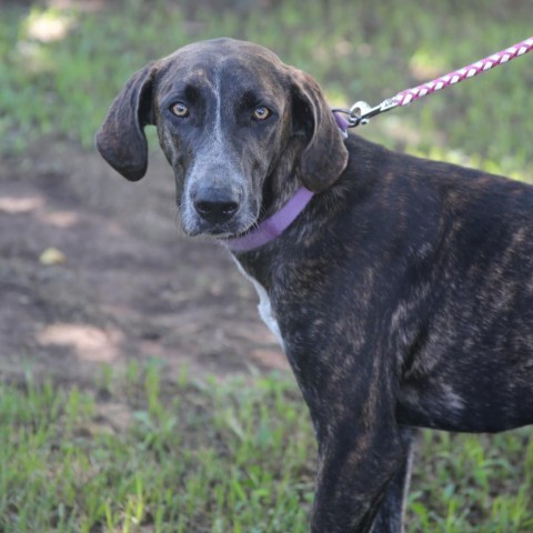 Bossi, an adoptable Hound in Natchitoches, LA, 71457 | Photo Image 3