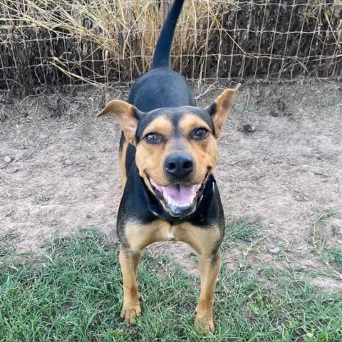 Meadow, an adoptable Hound in Natchitoches, LA, 71457 | Photo Image 1