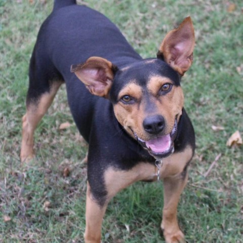 Meadow, an adoptable Hound in Natchitoches, LA, 71457 | Photo Image 2