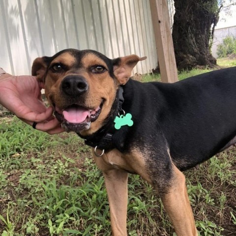 Meadow, an adoptable Hound in Natchitoches, LA, 71457 | Photo Image 2