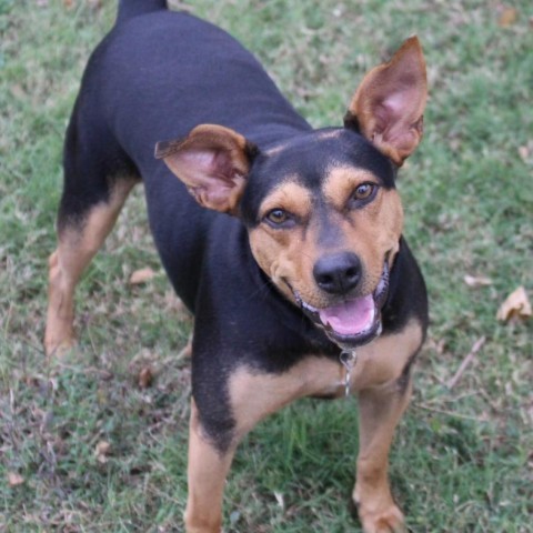 Meadow, an adoptable Hound in Natchitoches, LA, 71457 | Photo Image 3