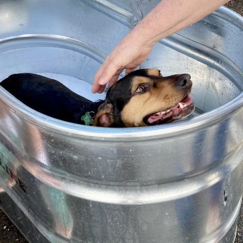 Meadow, an adoptable Hound in Natchitoches, LA, 71457 | Photo Image 5