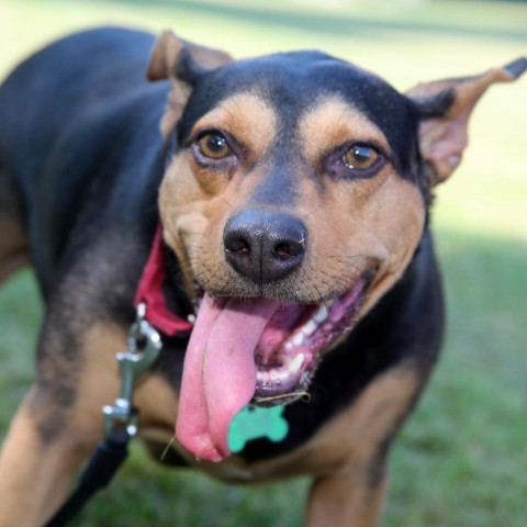 Meadow, an adoptable Hound in Natchitoches, LA, 71457 | Photo Image 6