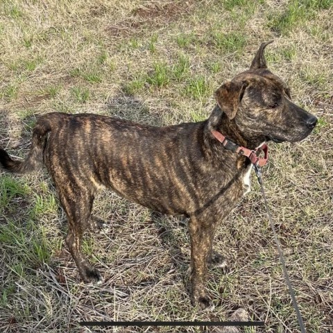 Jeff, an adoptable Mixed Breed in Natchitoches, LA, 71457 | Photo Image 1