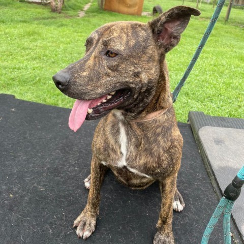 Jeff, an adoptable Mixed Breed in Natchitoches, LA, 71457 | Photo Image 1