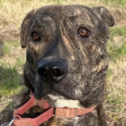 Jeff, an adoptable Mixed Breed in Natchitoches, LA, 71457 | Photo Image 2