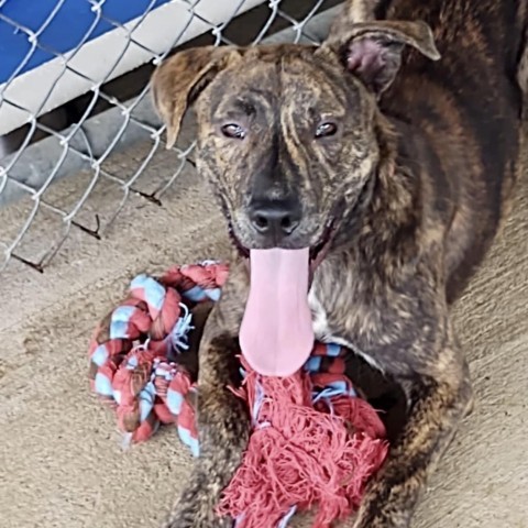 Jeff, an adoptable Mixed Breed in Natchitoches, LA, 71457 | Photo Image 2