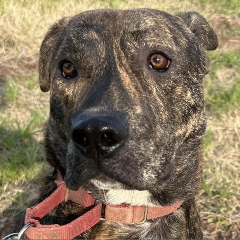 Jeff, an adoptable Mixed Breed in Natchitoches, LA, 71457 | Photo Image 3