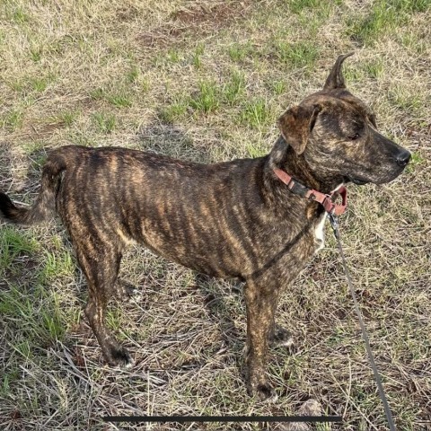 Jeff, an adoptable Mixed Breed in Natchitoches, LA, 71457 | Photo Image 4