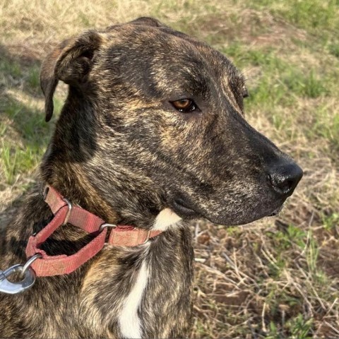 Jeff, an adoptable Mixed Breed in Natchitoches, LA, 71457 | Photo Image 5