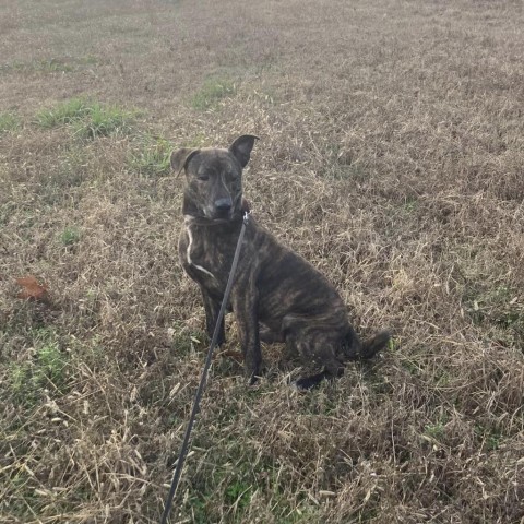 Jeff, an adoptable Mixed Breed in Natchitoches, LA, 71457 | Photo Image 6