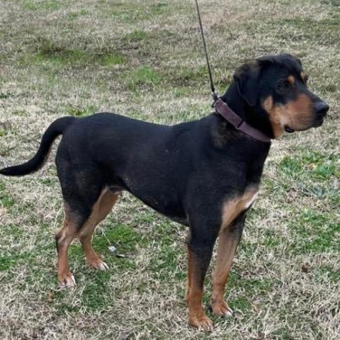 Coal, an adoptable Hound in Natchitoches, LA, 71457 | Photo Image 1