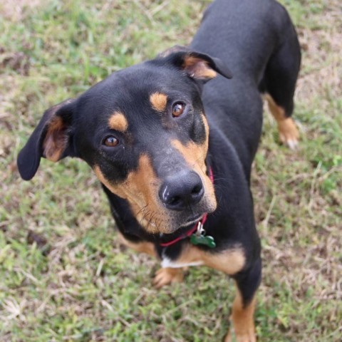 Coal, an adoptable Hound in Natchitoches, LA, 71457 | Photo Image 2