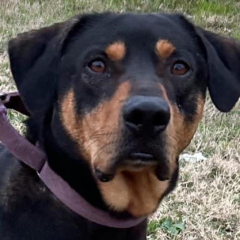 Coal, an adoptable Hound in Natchitoches, LA, 71457 | Photo Image 2