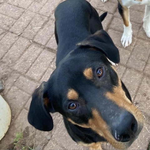 Coal, an adoptable Hound in Natchitoches, LA, 71457 | Photo Image 5