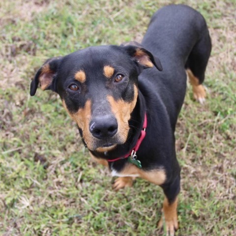 Coal, an adoptable Hound in Natchitoches, LA, 71457 | Photo Image 6