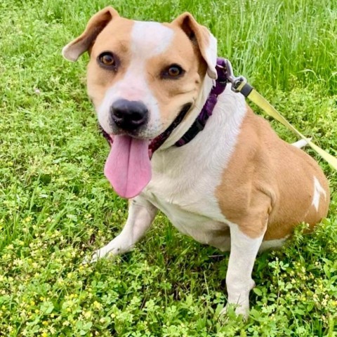 Honey, an adoptable Mixed Breed in Natchitoches, LA, 71457 | Photo Image 3
