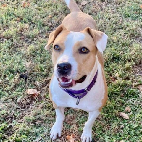 Honey, an adoptable Mixed Breed in Natchitoches, LA, 71457 | Photo Image 6
