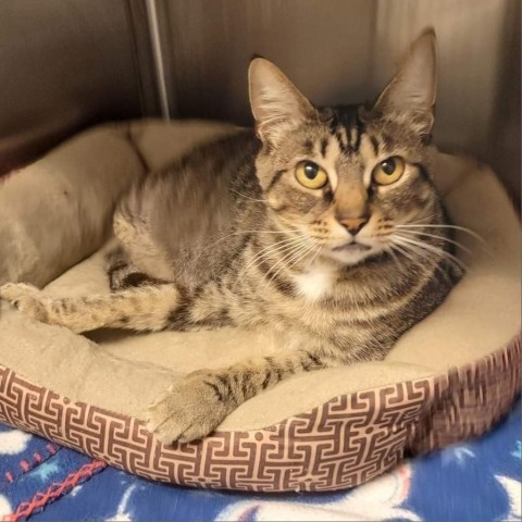 Basil, an adoptable Domestic Short Hair in Green Cove Springs, FL, 32043 | Photo Image 1