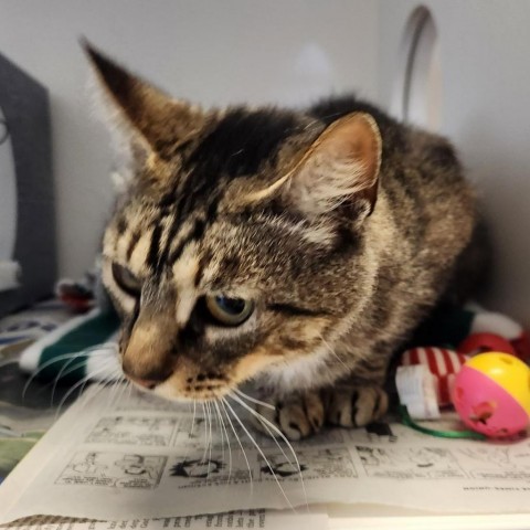 Basil, an adoptable Domestic Short Hair in Green Cove Springs, FL, 32043 | Photo Image 2