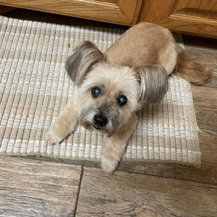 Sassy Turner, an adoptable Papillon in Plano, TX, 75093 | Photo Image 2