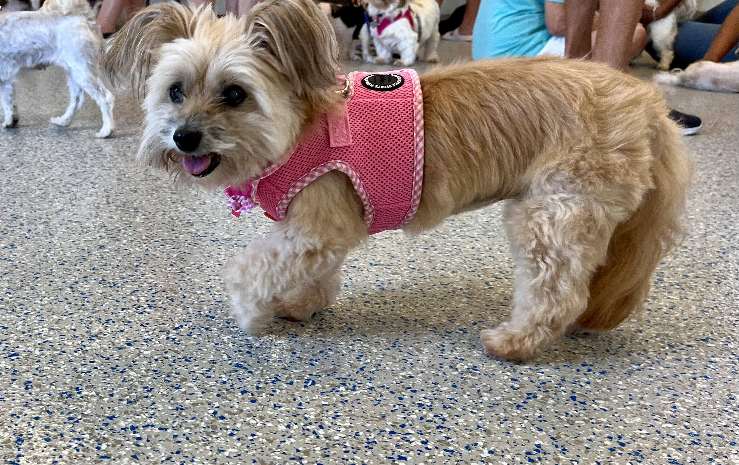 Sassy Turner, an adoptable Papillon in Plano, TX, 75093 | Photo Image 5