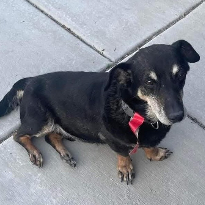 Peanut OS PDR, an adoptable Dachshund, Mixed Breed in Las Vegas, NV, 89145 | Photo Image 1