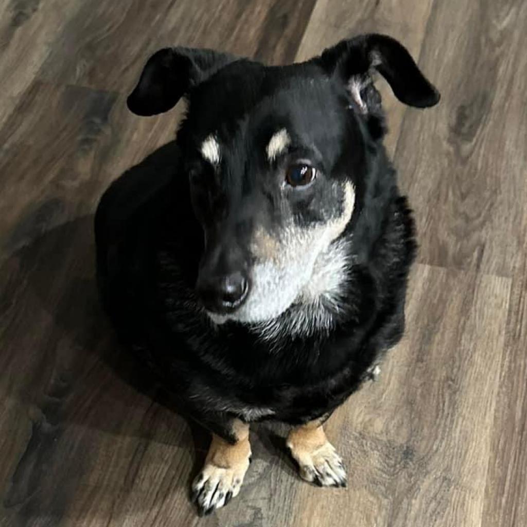 Peanut OS PDR, an adoptable Dachshund, Mixed Breed in Las Vegas, NV, 89145 | Photo Image 2