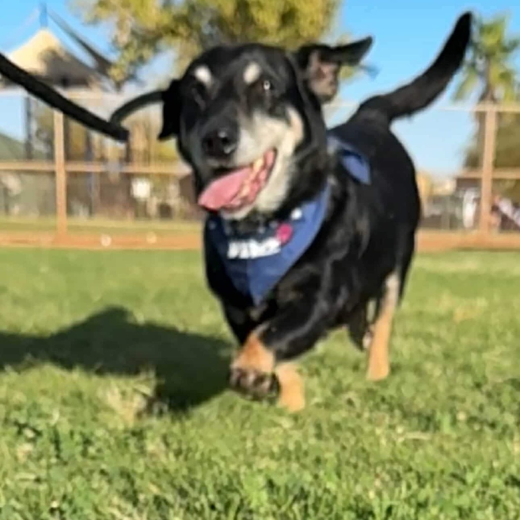 Peanut OS PDR, an adoptable Dachshund, Mixed Breed in Las Vegas, NV, 89145 | Photo Image 3