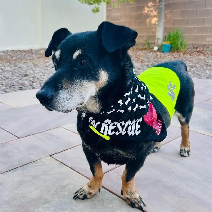 Peanut OS PDR, an adoptable Dachshund, Mixed Breed in Las Vegas, NV, 89145 | Photo Image 4