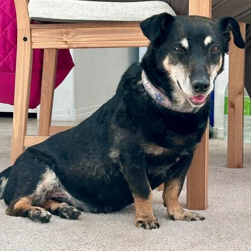 Peanut OS PDR, an adoptable Dachshund, Mixed Breed in Las Vegas, NV, 89145 | Photo Image 4