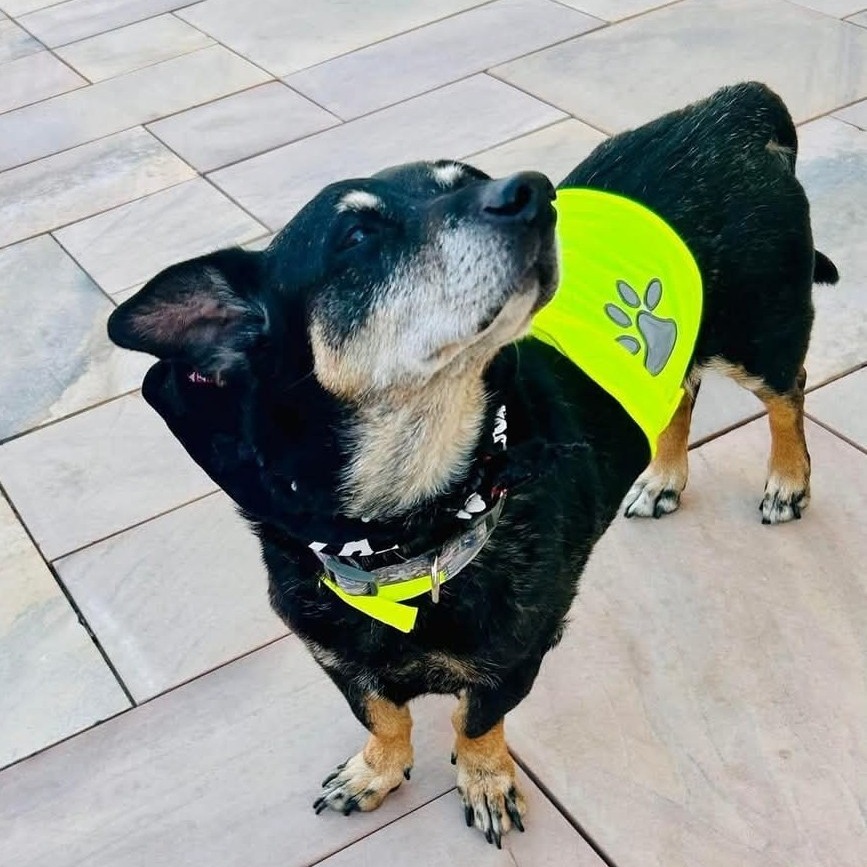 Peanut OS PDR, an adoptable Dachshund, Mixed Breed in Las Vegas, NV, 89145 | Photo Image 5