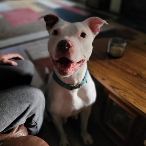 Dixie, an adoptable Mixed Breed in Boone, IA, 50036 | Photo Image 3