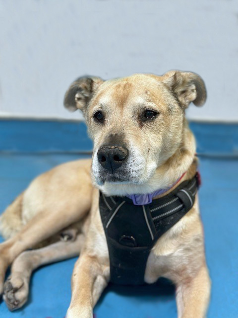 DOOBIE DOO, an adoptable Labrador Retriever, Mixed Breed in Tucson, AZ, 85745 | Photo Image 1