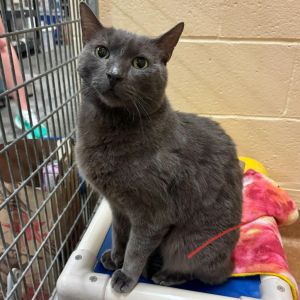Hi Im Shadow and once i know you I am very sweet and loving I have spent my life on