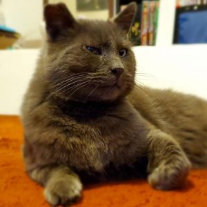 Gandalf is still looking for his furever family This handsome boy is a former c