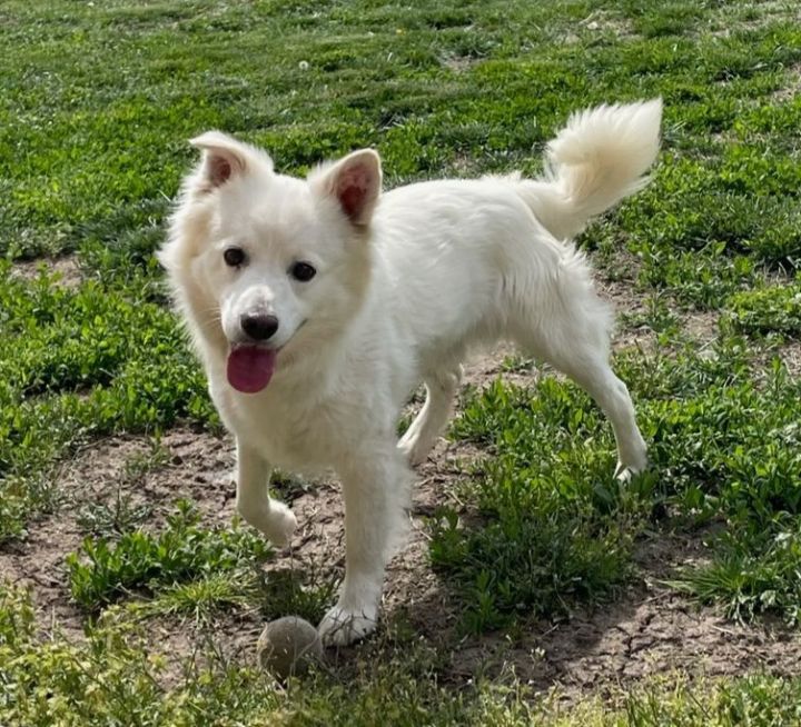 Tango-Adopted!, an adoptable American Eskimo Dog in Saint Louis, MO_image-2