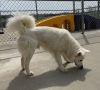 Tango-Adopted!