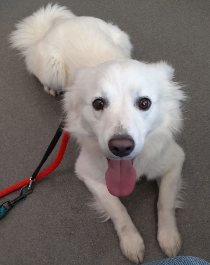 Tango-Adopted!, an adoptable American Eskimo Dog in Saint Louis, MO_image-1