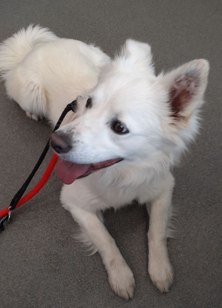 Tango-Adopted!, an adoptable American Eskimo Dog in Saint Louis, MO_image-5