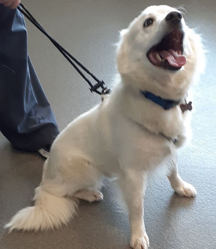 Tango-Adopted!, an adoptable American Eskimo Dog in Saint Louis, MO_image-6