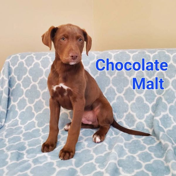 Chocolate Malt 